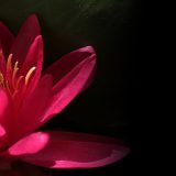 water-lily-2432055__340